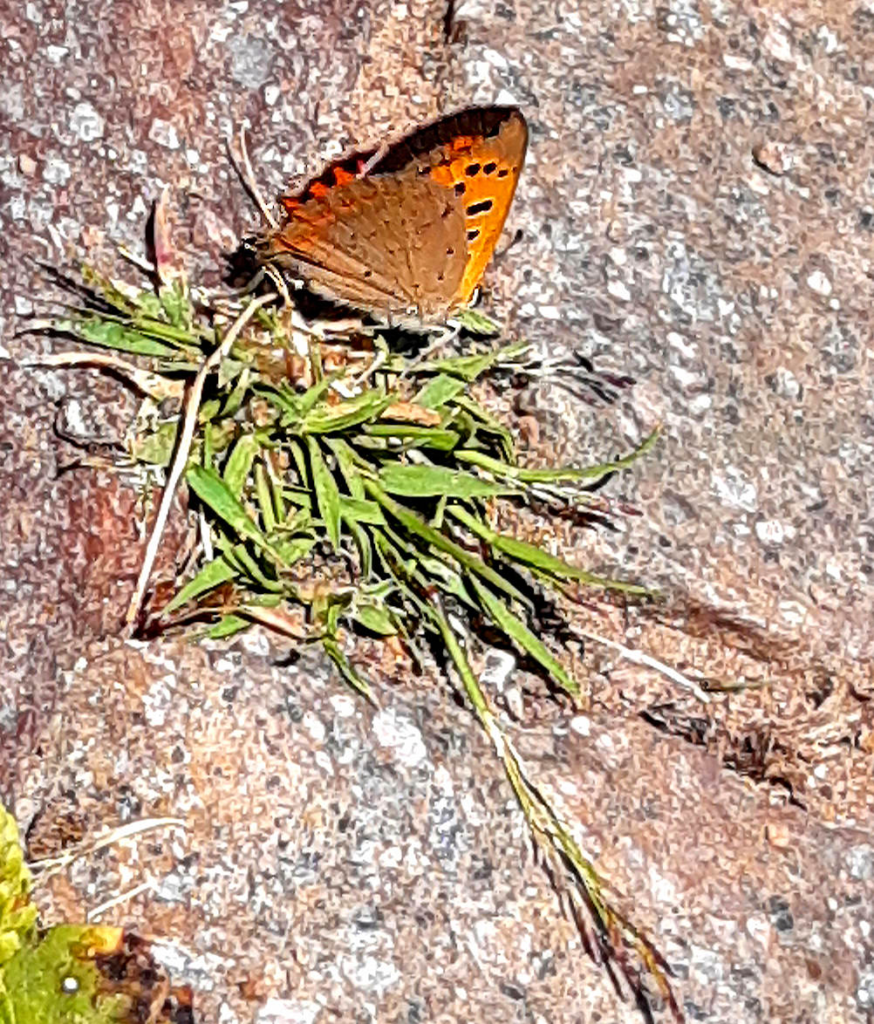 Small Copper