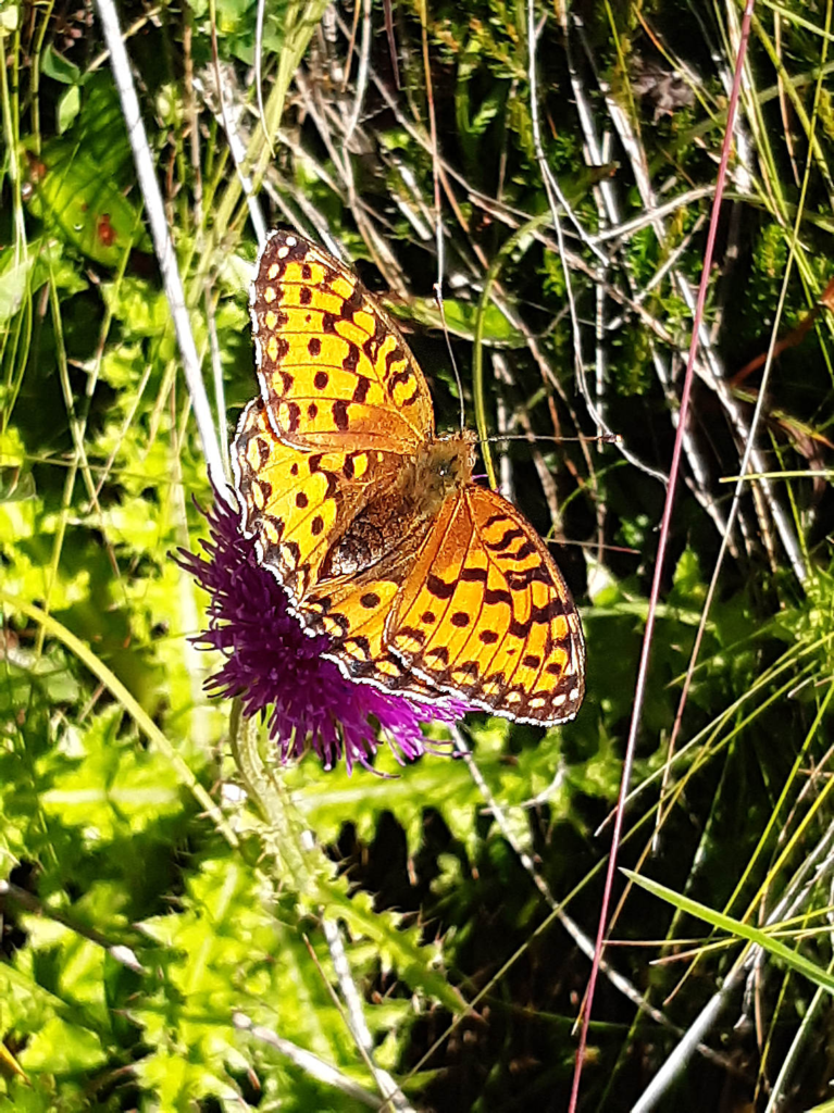Dark Green Fritillary