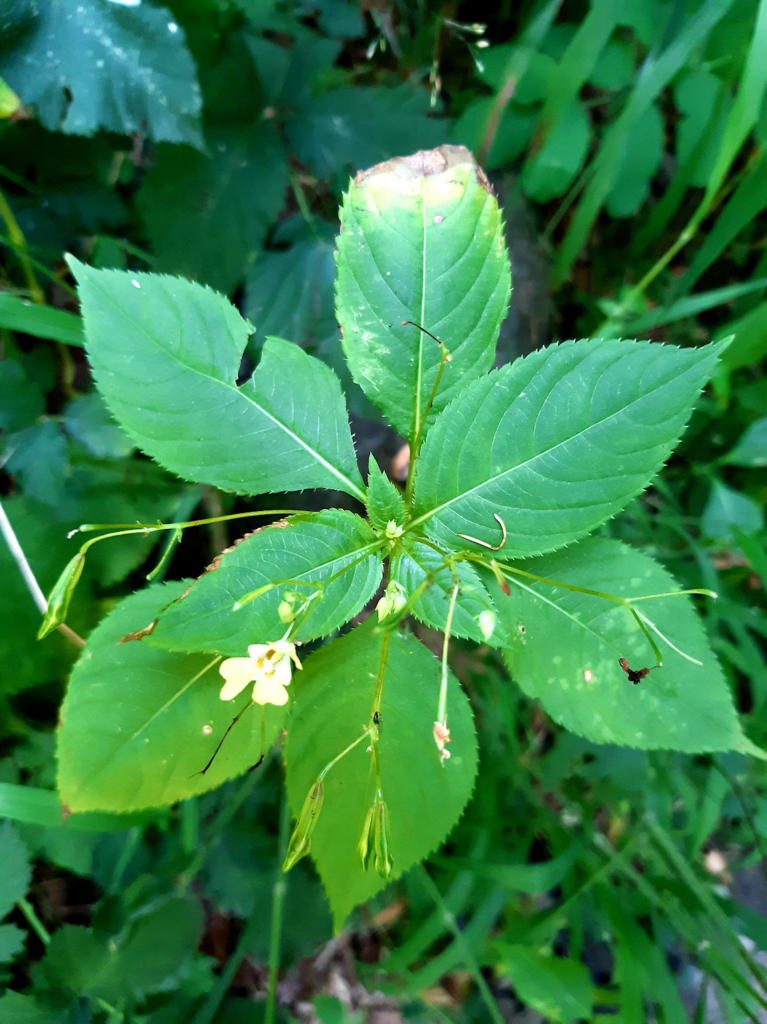 Small balsam